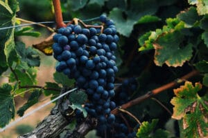 California Vineyard grapes