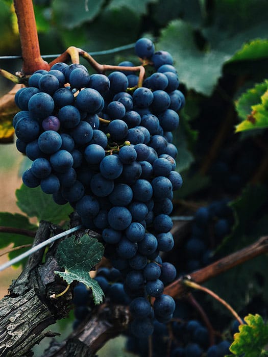 Photo of purple grapes in a vineyard